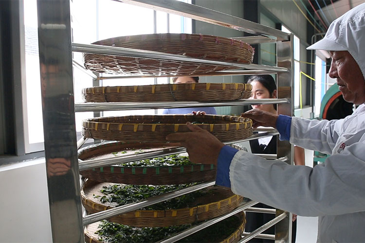 <div style="text-align:center;">
	制茶图片
</div>