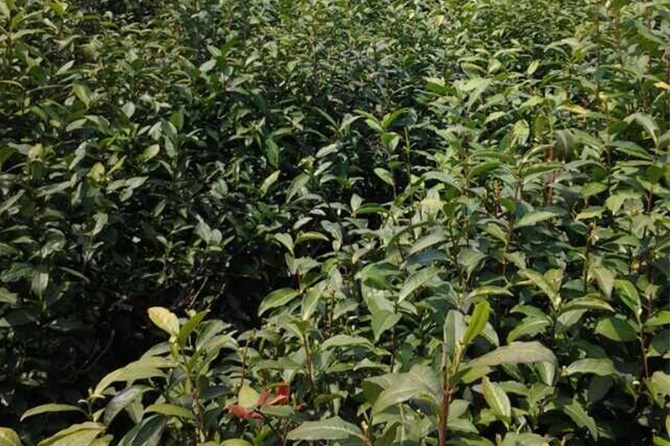 <div style="text-align:center;">
	茶园风光
</div>