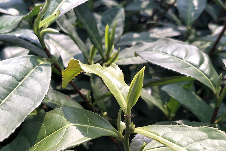 <div style="text-align:center;">
	茶园风光
</div>