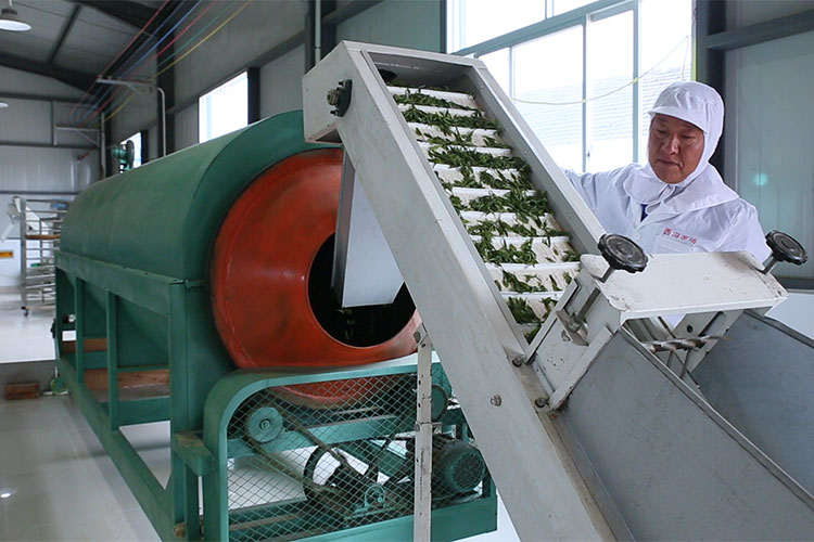 <div style="text-align:center;">
	制茶图片
</div>