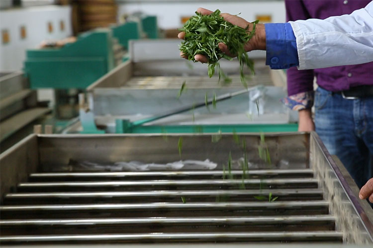 <div style="text-align:center;">
	制茶图片
</div>