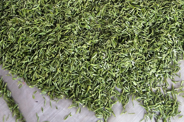 <div style="text-align:center;">
	制茶图片
</div>