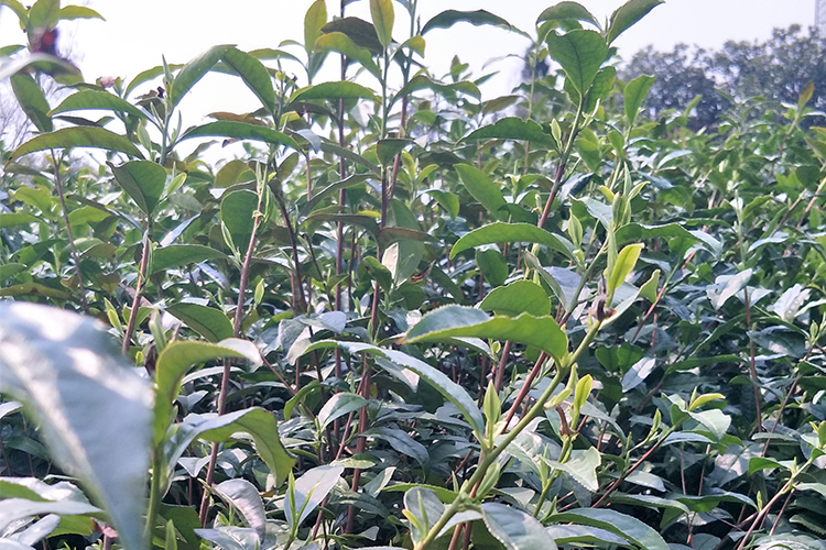 <div style="text-align:center;">
	茶园风光
</div>